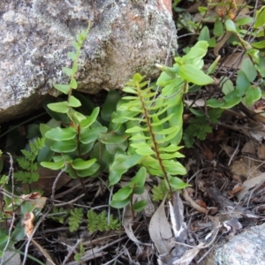 Pellaea calidirupium at Conder, ACT - 16 Dec 2017 06:39 PM