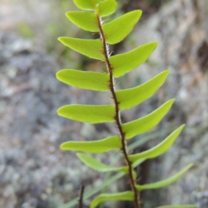 Pellaea calidirupium at Conder, ACT - 16 Dec 2017