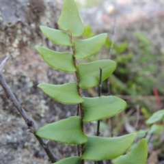 Pellaea calidirupium at Conder, ACT - 16 Dec 2017 06:39 PM