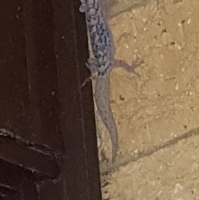 Christinus marmoratus (Southern Marbled Gecko) at Weston, ACT - 23 Dec 2017 by jmcleod