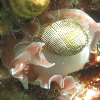 Hydatina physis (Brown-line Paperbubble) at The Blue Pool, Bermagui - 22 Dec 2017 by SteveHepburn