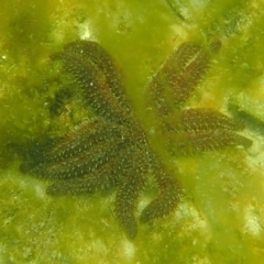 Coscinasterias muricata (Eleven-armed Seastar) at The Blue Pool, Bermagui - 22 Dec 2017 by SteveHepburn