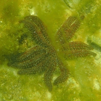 Coscinasterias muricata (Eleven-armed Seastar) at The Blue Pool, Bermagui - 22 Dec 2017 by SteveHepburn