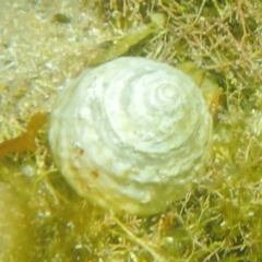 Astralium tentoriiformis (Common Tent Shell) at The Blue Pool, Bermagui - 22 Dec 2017 by SteveHepburn