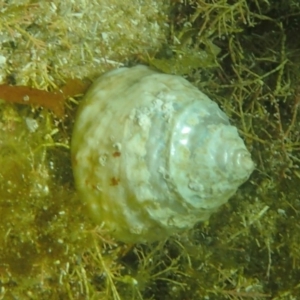 Astralium tentoriiformis at The Blue Pool, Bermagui - 23 Dec 2017 09:27 AM