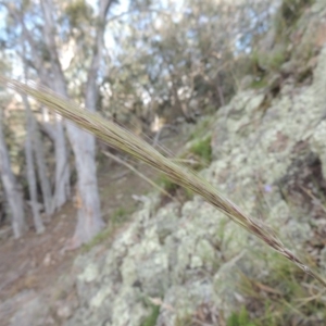 Austrostipa densiflora at Conder, ACT - 16 Dec 2017