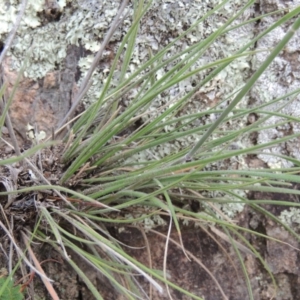 Austrostipa densiflora at Conder, ACT - 16 Dec 2017