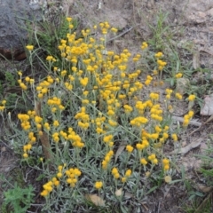 Chrysocephalum apiculatum (Common Everlasting) at Rob Roy Range - 16 Dec 2017 by MichaelBedingfield