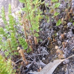 Cheilanthes distans at Conder, ACT - 16 Dec 2017