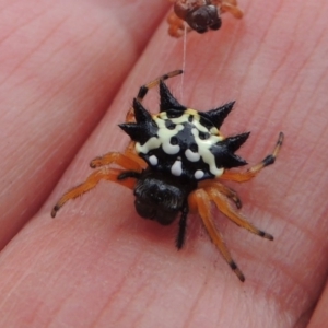 Austracantha minax at Conder, ACT - 16 Dec 2017