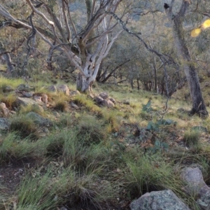 Rytidosperma pallidum at Conder, ACT - 16 Dec 2017