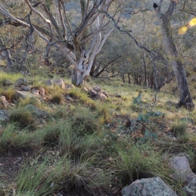 Rytidosperma pallidum (Red-anther Wallaby Grass) at Conder, ACT - 16 Dec 2017 by michaelb