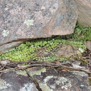 Asplenium flabellifolium at Conder, ACT - 16 Dec 2017