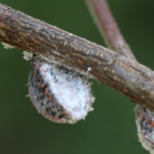 Icerya acaciae at Hackett, ACT - 24 Dec 2017