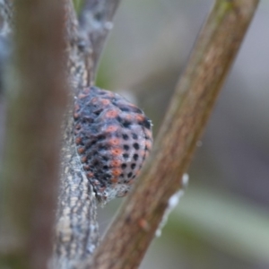 Icerya acaciae at Hackett, ACT - 24 Dec 2017