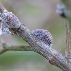 Icerya acaciae at Hackett, ACT - 24 Dec 2017