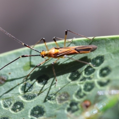 Rayieria acaciae (Acacia-spotting bug) at Hackett, ACT - 24 Dec 2017 by petersan