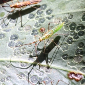 Rayieria acaciae at Hackett, ACT - 24 Dec 2017 09:31 AM