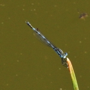 Austrolestes annulosus at Paddys River, ACT - 24 Dec 2017