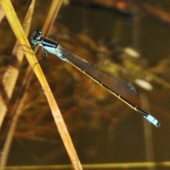 Ischnura heterosticta (Common Bluetail Damselfly) at Paddys River, ACT - 24 Dec 2017 by JohnBundock