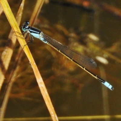 Ischnura heterosticta (Common Bluetail Damselfly) at Paddys River, ACT - 24 Dec 2017 by JohnBundock