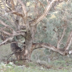 Eucalyptus nortonii (Large-flowered Bundy) at Conder, ACT - 16 Dec 2017 by michaelb