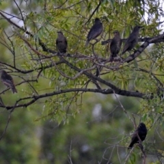 Sturnus vulgaris (Common Starling) at Jerrabomberra Wetlands - 23 Dec 2017 by RodDeb