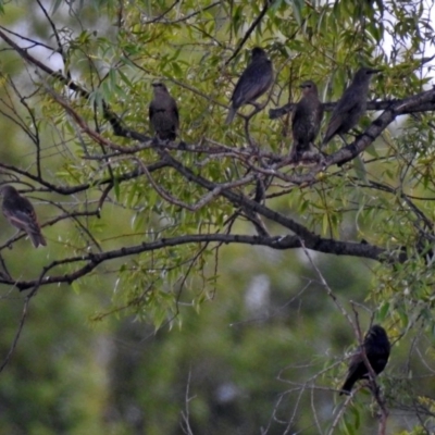 Sturnus vulgaris (Common Starling) at Jerrabomberra Wetlands - 23 Dec 2017 by RodDeb