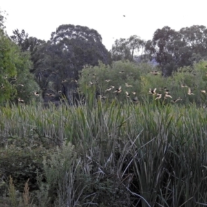 Sturnus vulgaris at Fyshwick, ACT - 23 Dec 2017