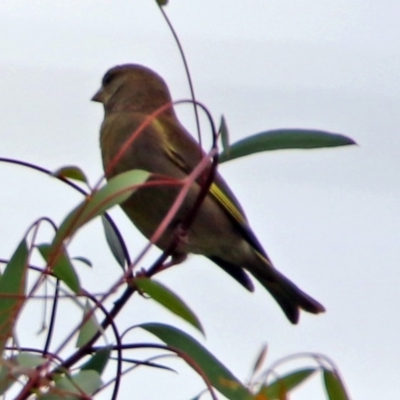 Chloris chloris (European Greenfinch) at Jerrabomberra Wetlands - 23 Dec 2017 by RodDeb