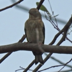 Chloris chloris at Fyshwick, ACT - 23 Dec 2017