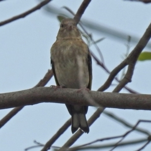 Chloris chloris at Fyshwick, ACT - 23 Dec 2017