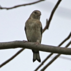 Chloris chloris at Fyshwick, ACT - 23 Dec 2017