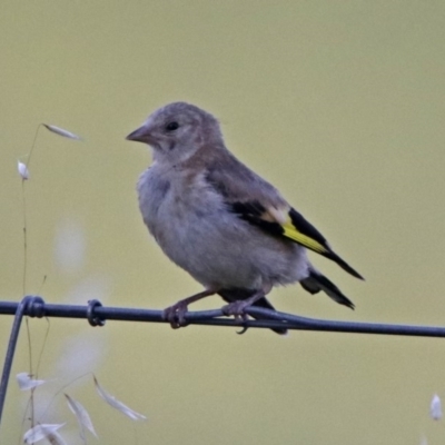 Carduelis carduelis (European Goldfinch) at Jerrabomberra Wetlands - 23 Dec 2017 by RodDeb