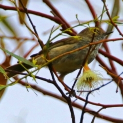 Acanthiza pusilla (Brown Thornbill) at Jerrabomberra Wetlands - 23 Dec 2017 by RodDeb