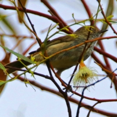 Acanthiza pusilla (Brown Thornbill) at Jerrabomberra Wetlands - 23 Dec 2017 by RodDeb