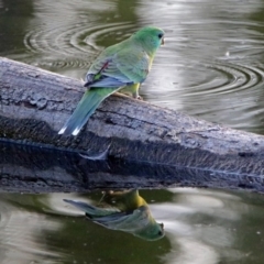 Psephotus haematonotus (Red-rumped Parrot) at Jerrabomberra Wetlands - 23 Dec 2017 by RodDeb