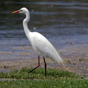 Ardea plumifera at Fyshwick, ACT - 9 Dec 2017