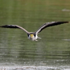 Vanellus miles (Masked Lapwing) at Jerrabomberra Wetlands - 23 Dec 2017 by RodDeb