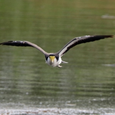 Vanellus miles (Masked Lapwing) at Fyshwick, ACT - 23 Dec 2017 by RodDeb