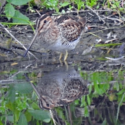 Gallinago hardwickii (Latham's Snipe) at Fyshwick, ACT - 23 Dec 2017 by RodDeb