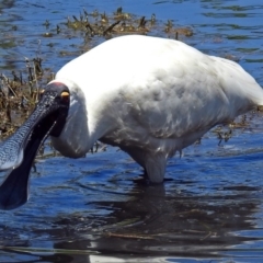 Platalea regia (Royal Spoonbill) at Fyshwick, ACT - 22 Dec 2017 by RodDeb