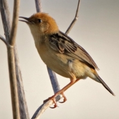 Cisticola exilis (Golden-headed Cisticola) at Fyshwick, ACT - 23 Dec 2017 by RodDeb