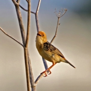 Cisticola exilis at Fyshwick, ACT - 23 Dec 2017