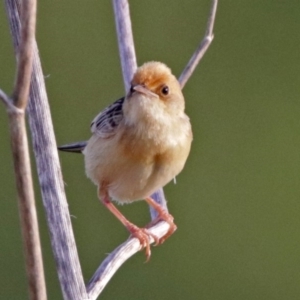 Cisticola exilis at Fyshwick, ACT - 23 Dec 2017