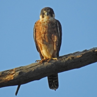 Falco longipennis (Australian Hobby) at Jerrabomberra Wetlands - 23 Dec 2017 by RodDeb