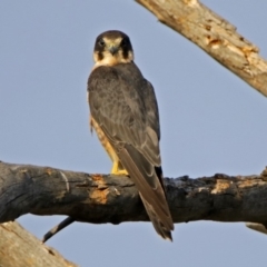 Falco longipennis at Fyshwick, ACT - 23 Dec 2017 06:06 PM