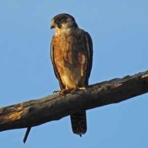 Falco longipennis at Fyshwick, ACT - 23 Dec 2017 06:06 PM