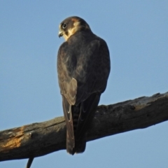 Falco longipennis at Fyshwick, ACT - 23 Dec 2017 06:06 PM