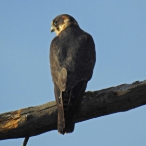 Falco longipennis at Fyshwick, ACT - 23 Dec 2017 06:06 PM